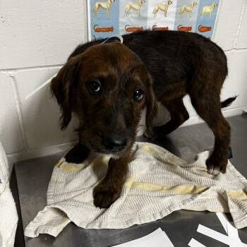 Poodle and Wirehaired Dachshund Dogs Available for Adoption in Birmingham, Alabama - Chimera | PetCurious