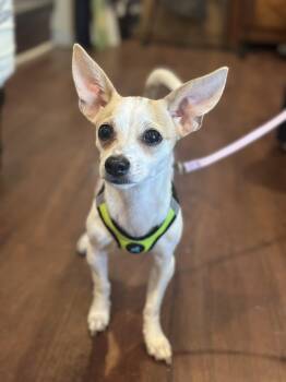 Coco -  Chihuahua Dog for Adoption in Ellicott City, Maryland - Coco | PetCurious