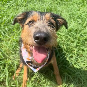 Delta -  Airedale Terrier Dog for Adoption in Lebanon, Tennessee - Delta | PetCurious