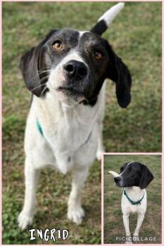 Hound and Beagle Dogs Available for Adoption - Ingrid | PetCurious