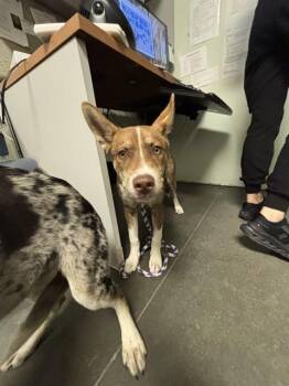 HIGGINS* -  Siberian Husky and Mixed Breed Dog for Adoption in Santa Cruz, California - HIGGINS* | PetCurious