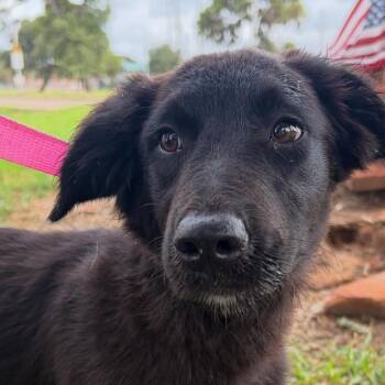 Poppy -  Shepherd and Mixed Breed Dog for Adoption in Lake Jackson, Texas - Poppy | PetCurious