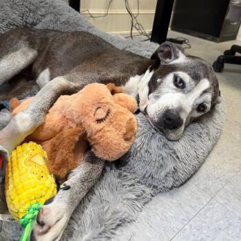 Rosie -  Boxer Dog for Adoption in Waynesville, North Carolina - Rosie | PetCurious