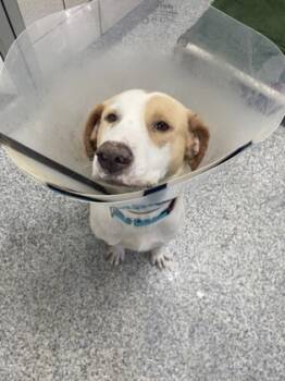 Rescue Labrador Retriever and Mixed Breed Dogs for Adoption in Houston, Texas - Ashley | PetCurious