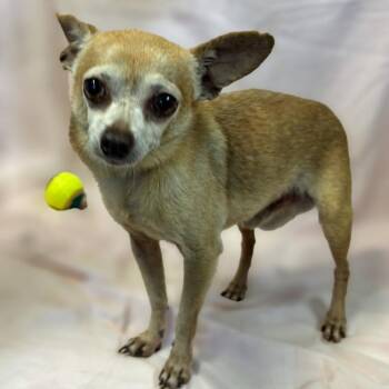 Eddie -  Chihuahua Dog for Adoption in Lebanon, Tennessee - Eddie | PetCurious