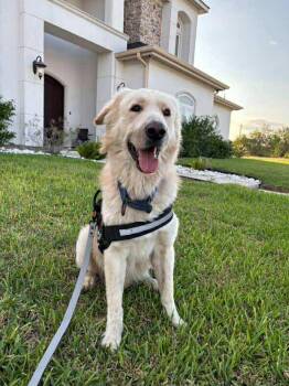 Rescue Great Pyrenees Dogs for Adoption in Harlingen, Texas - Cash | PetCurious