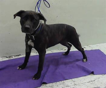 Staffordshire Bull Terrier and Mixed Breed Dogs Available for Adoption in Houston, Texas - A2067549 | PetCurious