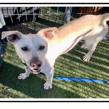 Chicken Little -  Labrador Retriever Dog Available for Adoption in Apache Junction, Arizona - Chicken Little | PetCurious