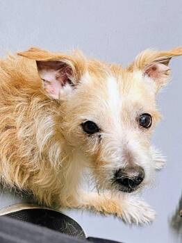 Scrappy -  Jack Russell Terrier Dog for Adoption in Homer Glen, Illinois - Scrappy | PetCurious
