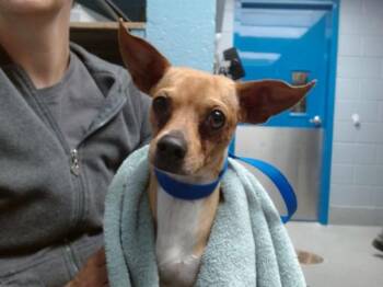 Chihuahua Dogs Available for Adoption in Albuquerque, New Mexico - SQUASH | PetCurious