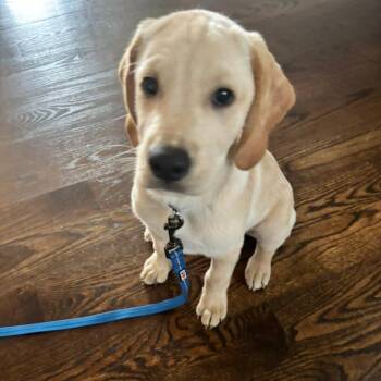 Donkey -  Retriever Dog for Adoption in South Elgin, Illinois - Donkey | PetCurious