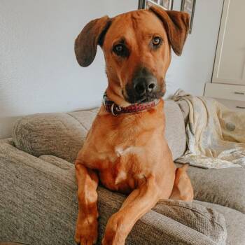 Rescue Rhodesian Ridgeback and Hound Dogs for Adoption in Spokane, Washington - Coop | PetCurious