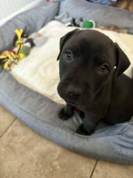 Labrador Retriever and Pit Bull Terrier Dogs Available for Adoption - Henry | PetCurious