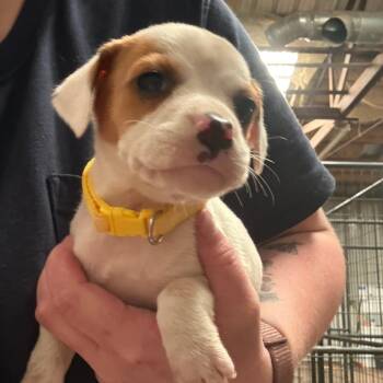 Valley -  Mixed Breed Dog for Adoption in Tulsa, Oklahoma - Valley | PetCurious