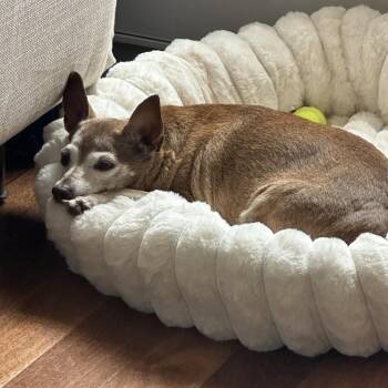 Saco -  Chihuahua Dog for Adoption in New York, New York - Saco | PetCurious