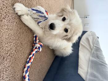Calisto SAT -  Great Pyrenees Dog for Adoption in Quinlan, Texas - Calisto SAT | PetCurious