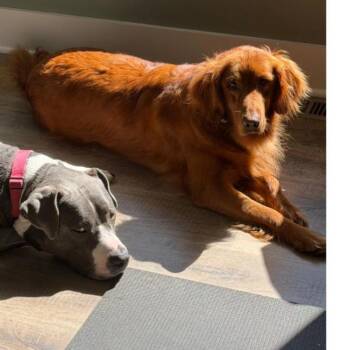 AMBER AND GINGER -  Golden Retriever Dog for Adoption in Carroll, Ohio - AMBER AND GINGER | PetCurious