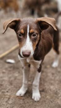 Rescue Australian Shepherd and Labrador Retriever Dogs for Adoption in Nokomis, Florida - Harley | PetCurious