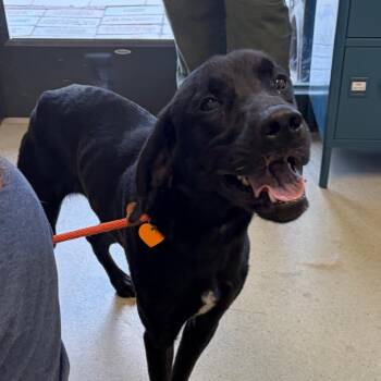 Black Labrador Retriever Dogs Available for Adoption in Nashville, Tennessee - Bodi | PetCurious