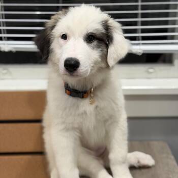 Salem -  Great Pyrenees and Australian Shepherd Dog for Adoption in Mahwah, New Jersey - Salem | PetCurious
