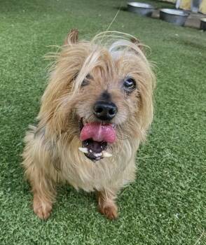 Yorkshire Terrier Dogs Available for Adoption in Oakland Park, Florida - Cisco | PetCurious