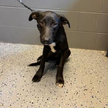 TUSC-Stray-85473_2 -  Labrador Retriever and Hound Dog for Adoption in Tuscaloosa, Alabama - TUSC-Stray-85473_2 | PetCurious