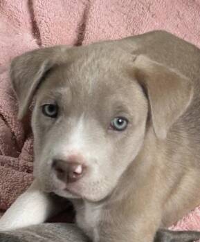 Curry Lonestar -  Labrador Retriever Dog for Adoption in Rockaway, New Jersey - Curry Lonestar | PetCurious