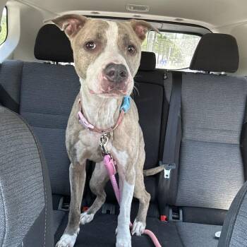 Cabbage -  Pit Bull Terrier Dog for Adoption in Greensboro, North Carolina - Cabbage | PetCurious