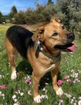 American Staffordshire Terrier Dogs Available for Adoption in Kingman, Arizona - Groot | PetCurious