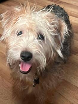 Rescue Yorkshire Terrier Dogs for Adoption in Grand Forks, North Dakota - Kramer | PetCurious