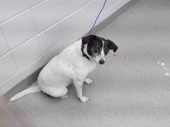 ZOEY -  Rat Terrier and Mixed Breed Dog for Adoption in Omaha, Nebraska - ZOEY | PetCurious