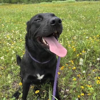 Miracle -  Shepherd Dog for Adoption in Pearland, Texas - Miracle | PetCurious