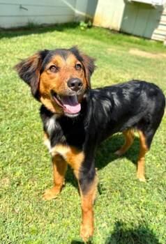 Susie -  Mixed Breed Dog for Adoption in Taycheedah, Wisconsin - Susie | PetCurious