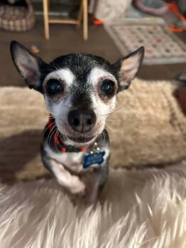Chihuahua Dogs Available for Adoption - Sophia | PetCurious
