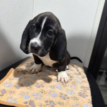 Jupiter -  Mixed Breed Dog for Adoption in Tampa, Florida - Jupiter | PetCurious