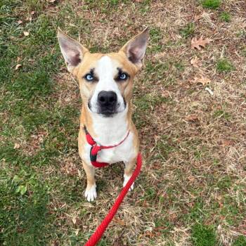 Rescue Mixed Breed Dogs for Adoption in Philadelphia, Pennsylvania - Bernie | PetCurious