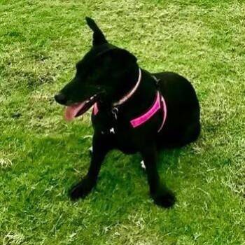 Dachshund and Mixed Breed Dogs Available for Adoption in Houston, Texas - Pantera  & Beto | PetCurious