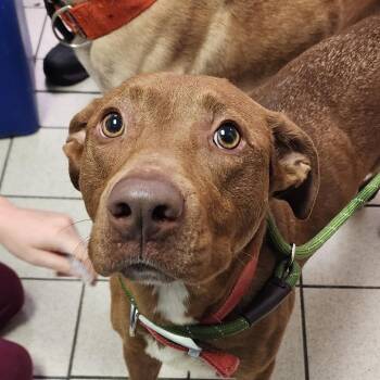 Missus -  Mixed Breed Dog for Adoption in Charleston, West Virginia - Missus | PetCurious