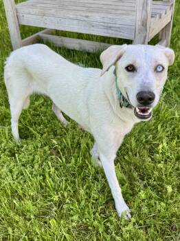 Blue Lacy Dogs Available for Adoption in St. Joseph, Michigan - Tessa | PetCurious