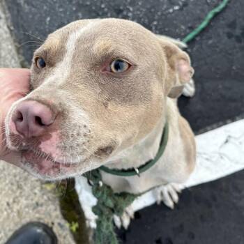 BESSY -  Pit Bull Terrier Dog for Adoption in Greensboro, North Carolina - BESSY | PetCurious
