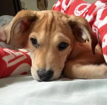 Chihuahua and Mixed Breed Dogs Available for Adoption in Hillsboro, Oregon - Spartacus | PetCurious