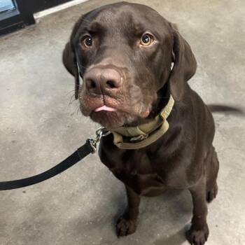Koffee -  Chocolate Labrador Retriever and Labrador Retriever Dog for Adoption in Tampa, Florida - Koffee | PetCurious