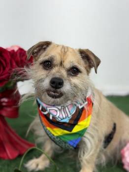 Toby-One of our Amazing Rescue Dogs -  Border Terrier and Mixed Breed Dog for Adoption in Carlsbad, California - Toby-One Of Our Amazing Rescue Dogs | PetCurious