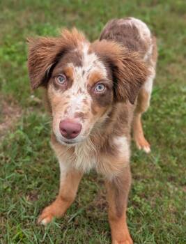 Amir -  Australian Shepherd Dog for Adoption in Baton Rouge, Louisiana - Amir | PetCurious