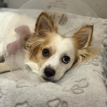Papillon Dogs Available for Adoption in Sacramento, California - Guero Papa Bear | PetCurious