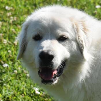 Yeti -  Great Pyrenees Dog for Adoption in Auburn, Nebraska - Yeti | PetCurious