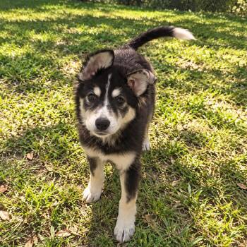 Azara 2188 -  Belgian Shepherd Tervuren and Mastiff Dog for Adoption in Loxahatchee Groves, Florida - Azara 2188 | PetCurious