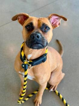 Hazel -  Boxer Dog for Adoption in Hartsville, South Carolina - Hazel | PetCurious