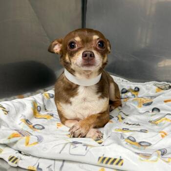 Rodger -  Chihuahua Dog for Adoption in Birmingham, Alabama - Rodger | PetCurious