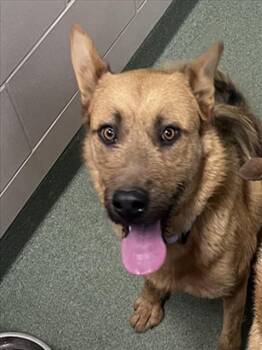German Shepherd Dog Dogs Available for Adoption in Santa Fe, New Mexico - LION | PetCurious